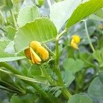 Medicago polymorpha Flower