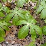 Podophyllum peltatum Lapas