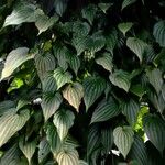 Dioscorea bulbifera Blad