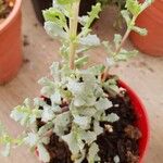 Lampranthus deltoides Leaf