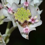 Hymenopappus artemisiifolius Flower