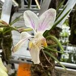 Papilionanthe teres Çiçek