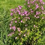 Epilobium parviflorumFlower