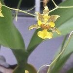 Oncidium baueri Flower