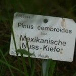 Pinus cembroides その他の提案