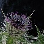 Cirsium nishiokae Habitatea