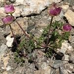 Ranunculus glacialis Fula