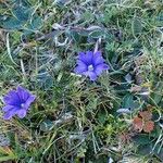 Gentiana pyrenaica Habitat