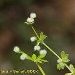 Galium minutulum Other