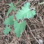 Convolvulus althaeoides Leaf