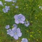 Linum usitatissimumFlower