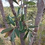 Euclea divinorum Leaf