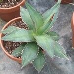 Agave lophantha Листок