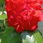 Rosa cinnamomea Kvet