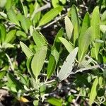 Avicennia germinans पत्ता