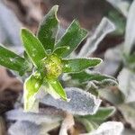 Alyssum montanum 花