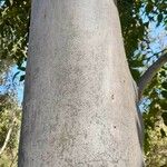 Eucalyptus grandis বাকল