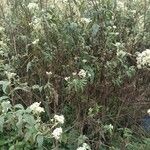 Austroeupatorium inulifolium Ostatní