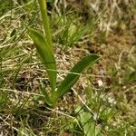 Pseudorchis albida Blatt