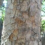 Ficus salicifolia Bark