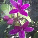 Pseuderanthemum laxiflorum Flower