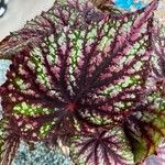 Begonia rex Leaf