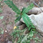 Phyllanthus amarus Feuille