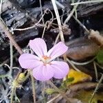 Geranium robertianumFiore