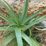 Aloe arborescens Ліст