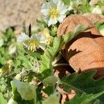 Physalis acutifolia