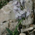 Linaria verticillata Ostatní