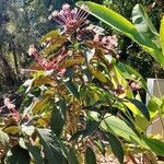 Clerodendrum quadriloculare Kwiat