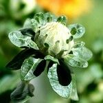 Carthamus tinctorius Flower