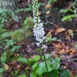 Chamaelirium luteum Fiore