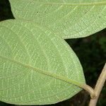 Heliotropium verdcourtii Leaf