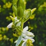 Ophrys apiferaFlower