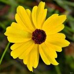 Coreopsis leavenworthii Flor