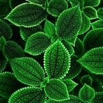 Pilea mollis Frunză