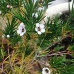 Chamelaucium uncinatum 花