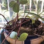 Peperomia tetragona叶