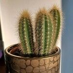 Pilosocereus chrysostele Hoja