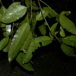 Calophyllum brasiliense Blatt