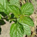 Stachytarpheta cayennensis Leaf