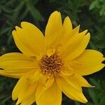 Bidens ferulifolia Virág