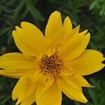 Bidens ferulifolia Цвят