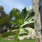 Barbarea intermedia Leaf