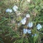 Myosotis arvensis Fleur