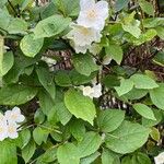 Philadelphus pubescens 叶