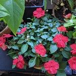 Impatiens walleriana ഇല