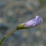 Vicia pubescens Virág